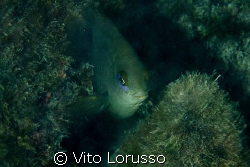 Fish by Vito Lorusso 